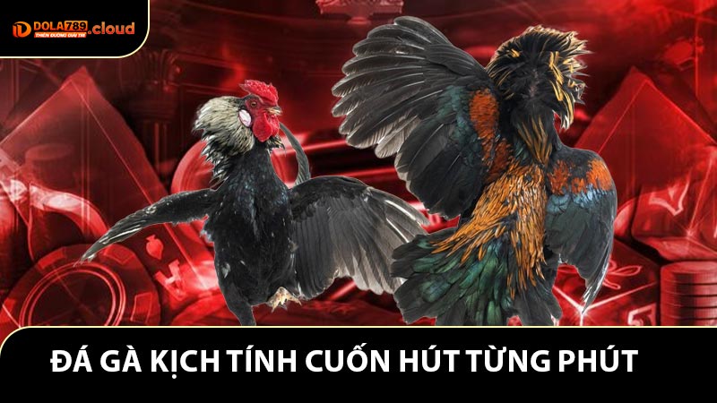 Đá gà kịch tính, cuốn hút từng phút